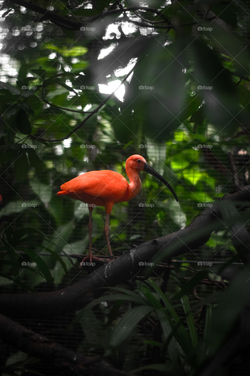 Si burung orange yang menarik, dengan background yang gelap sehingga kontras dengan bulunya.