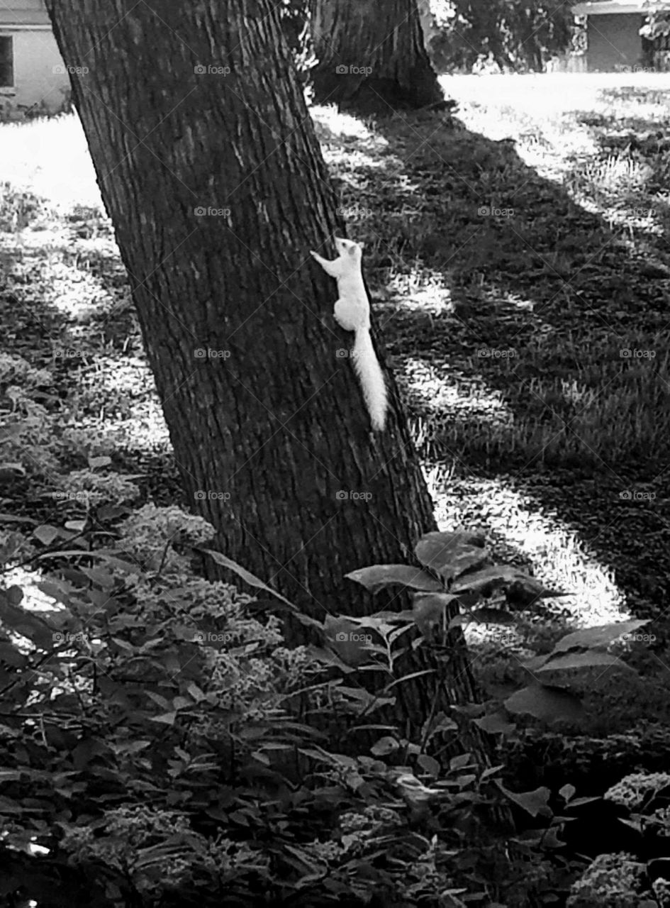 White Squirrel Climbing Tree