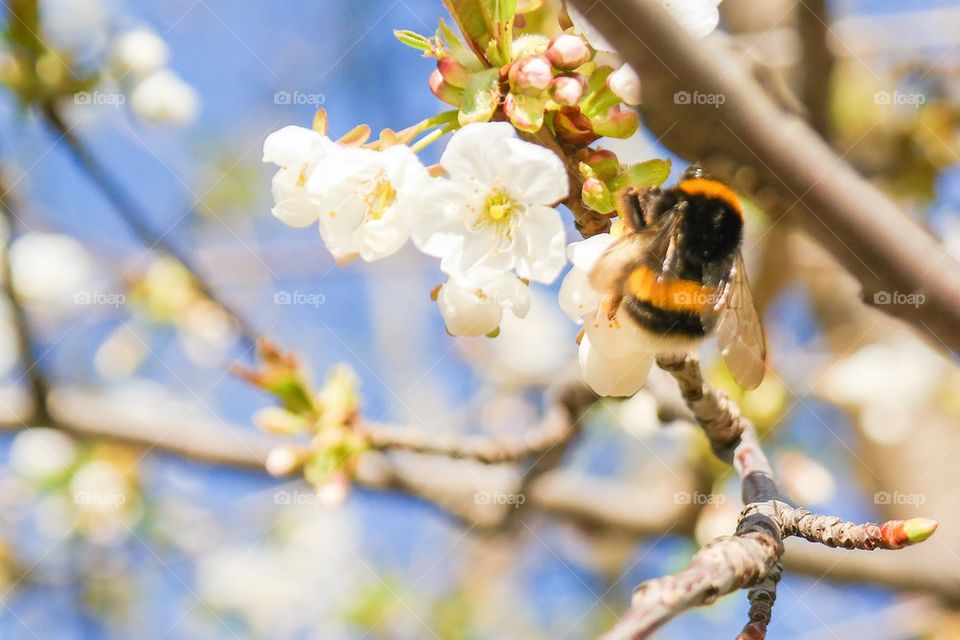 Bumblebee on flower