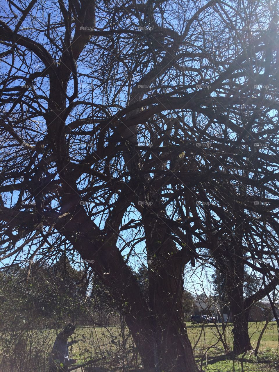 Tree, No Person, Landscape, Wood, Outdoors