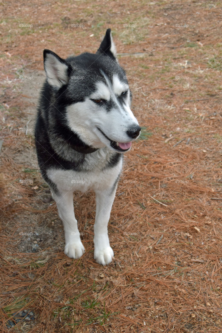 Incredible husky dog