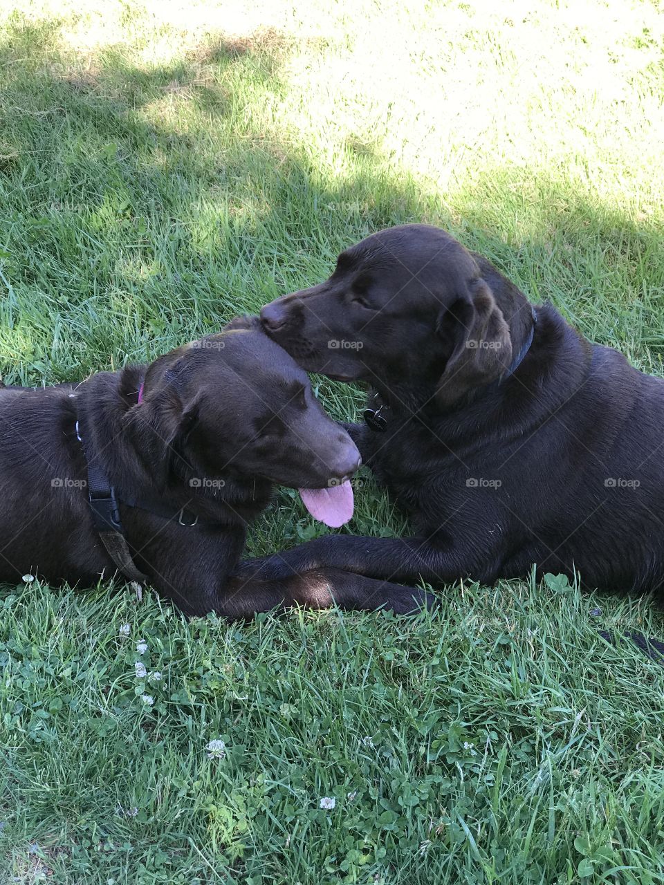 Chocolate Labrador retrievers, brother and sister, playing and loving 