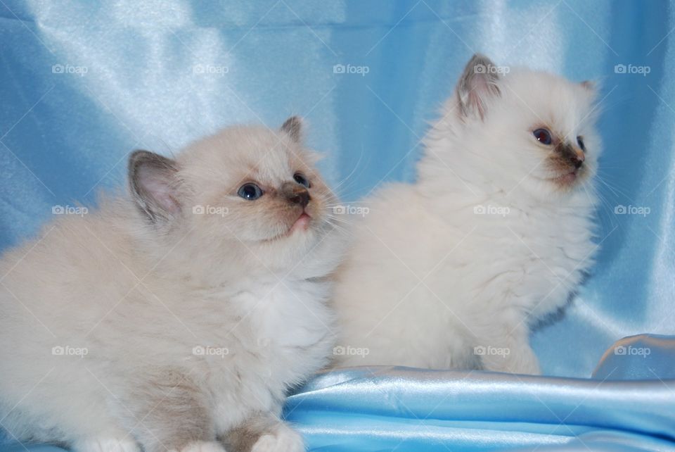 Two ragdoll kittens