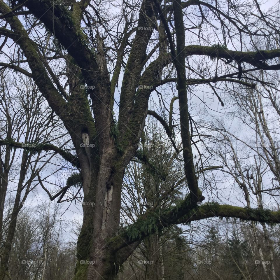 Gnarly Looking Tree