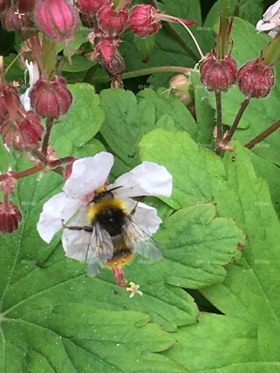 Close up view of Early bumble bee feeding on a cranesbill geranium flower in the garden