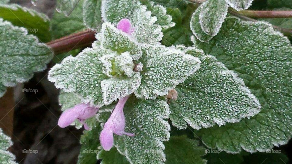 Beautiful white frost on green leaves and purple flowers