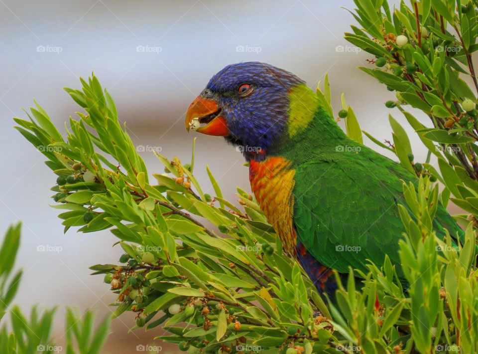 Colourful bird the trees