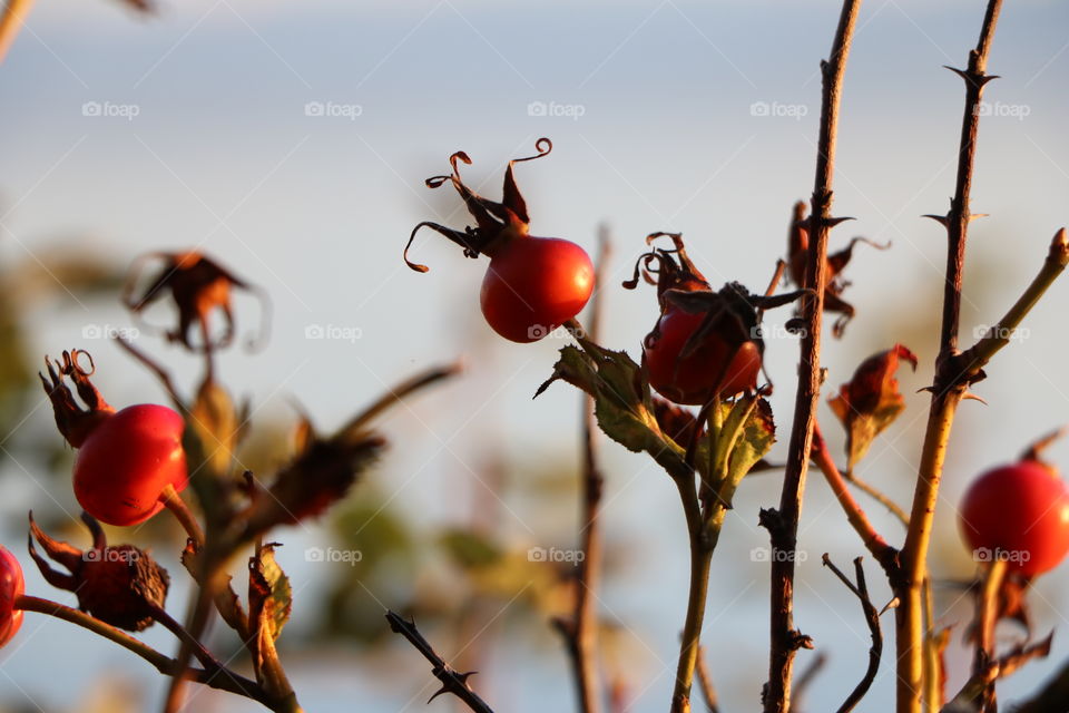 Dry rose bush , fall is nearing 