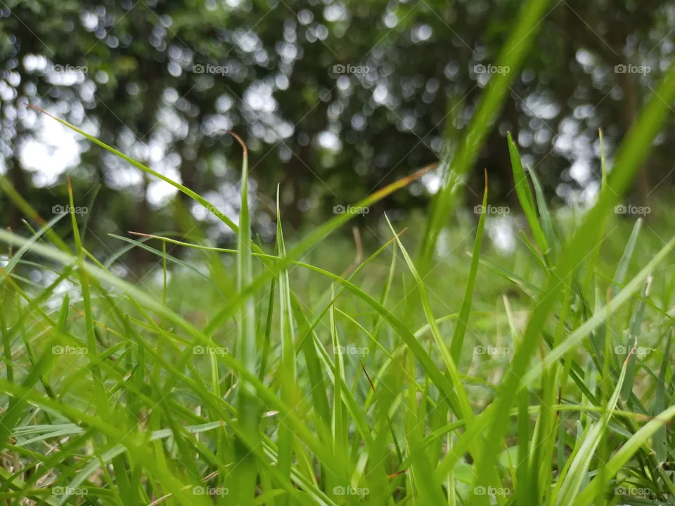 Nature