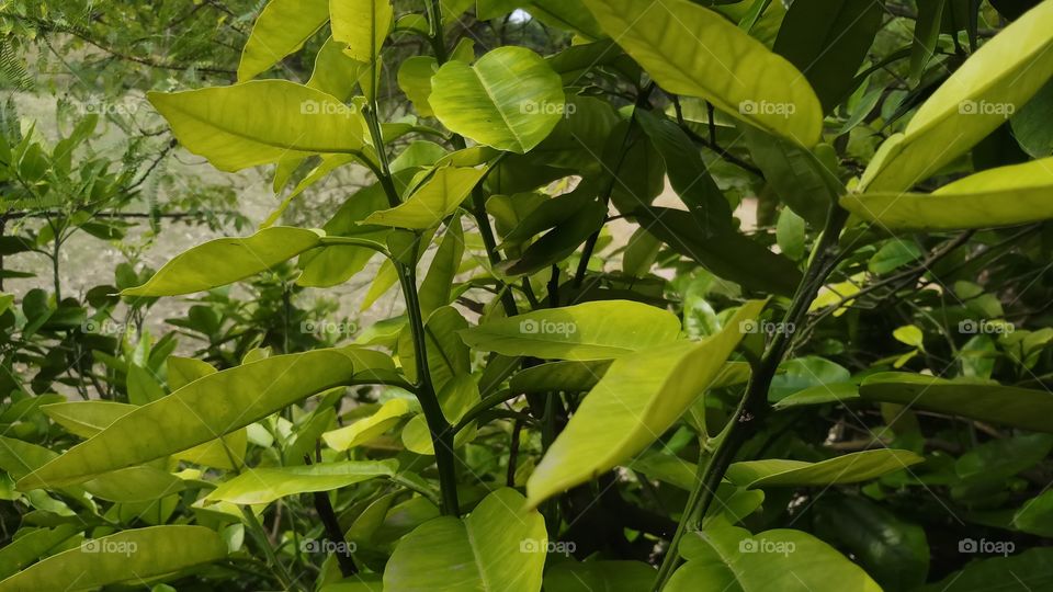 Beautiful yellow leaves in spring time.