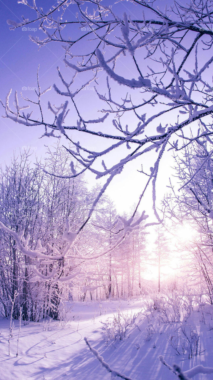 The beauty in winter