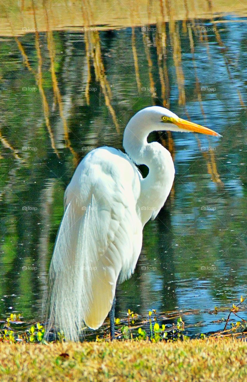 Waterbird