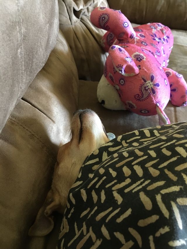 Ollie and his toy bear. Photo is natural no filters.