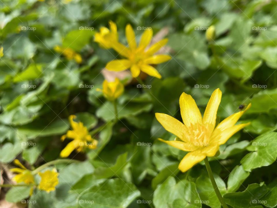 Close up of yellow lesser celandine