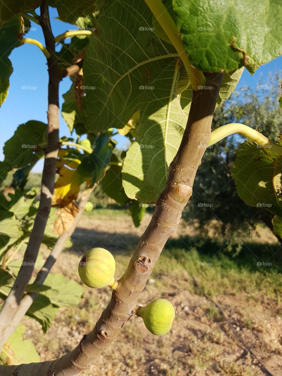 fig tree Tunisia
