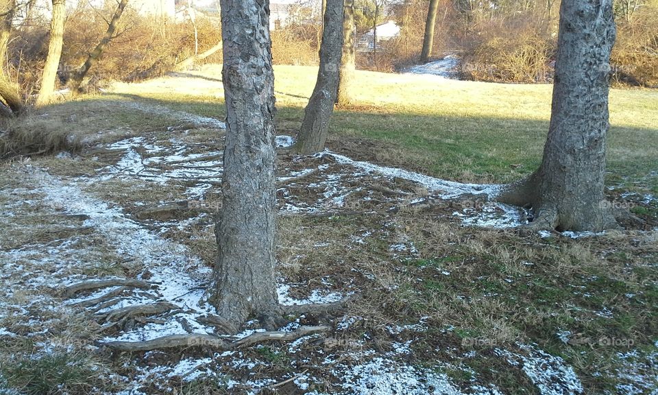 Winter snow tree shadows