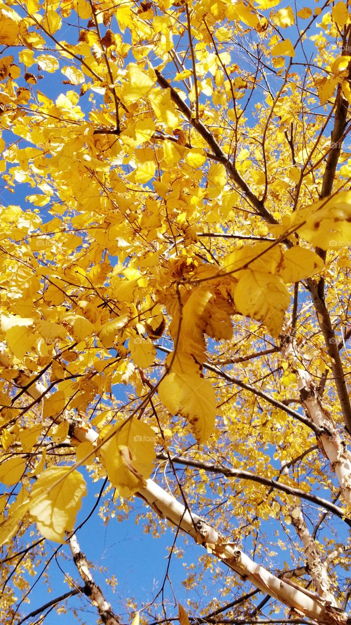 Fall, Leaf, Tree, Gold, Season