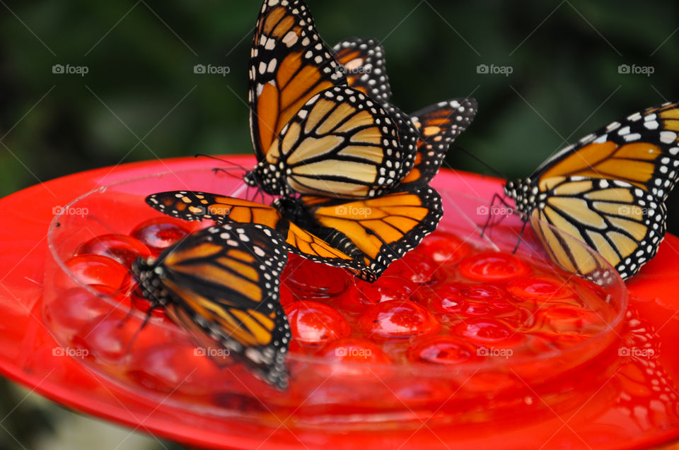 Butterflies feeding food