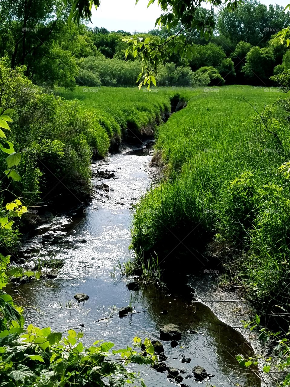 stream and green