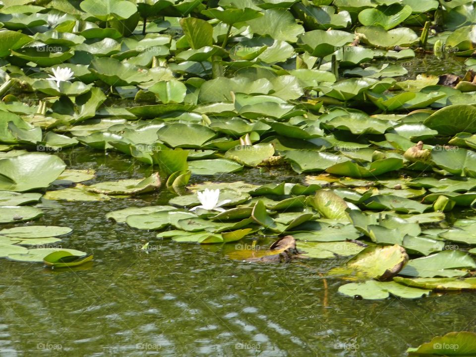 water lillies in Danube Delta