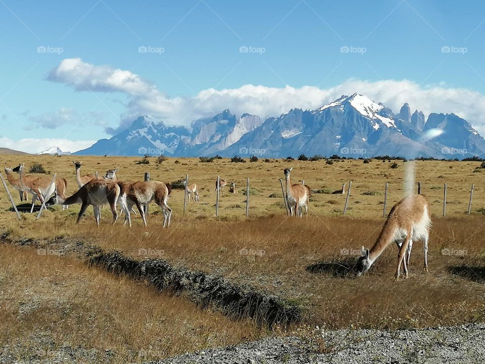 Paisaje naturaleza sur de chile guanacos