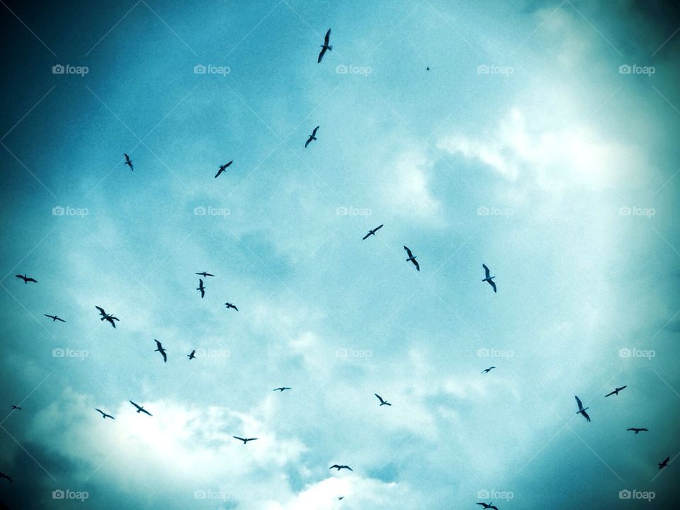 Birds and Blue Skys