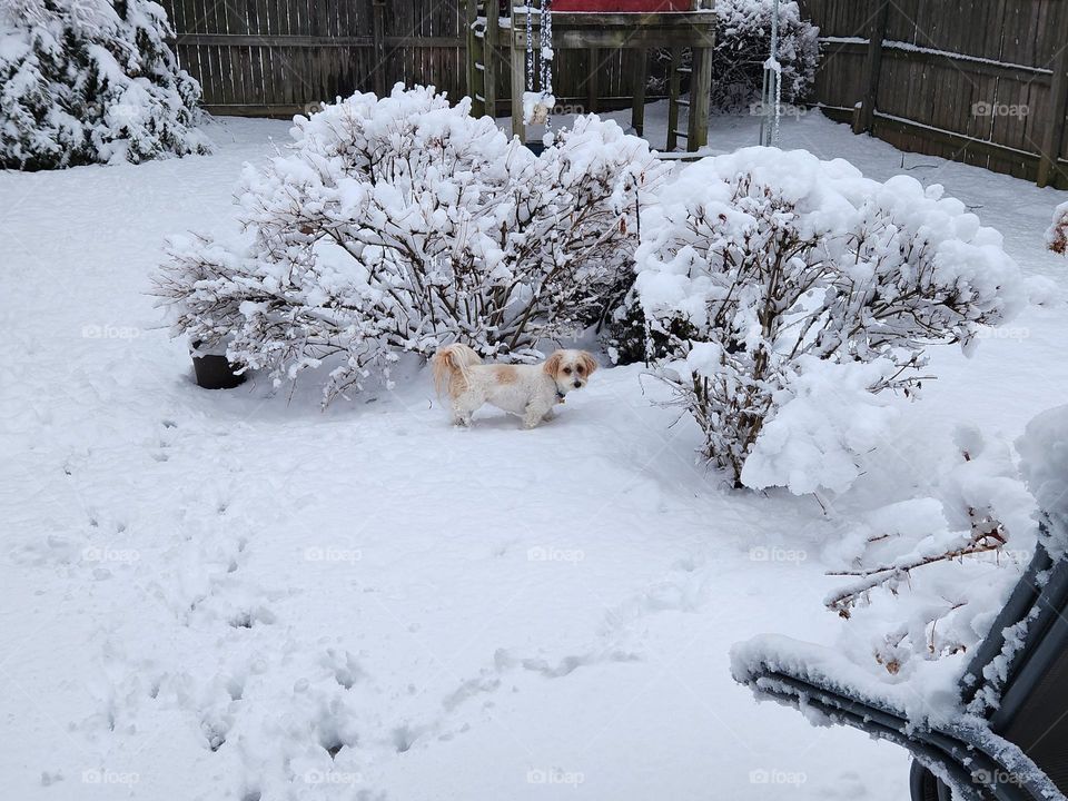 dog in snow