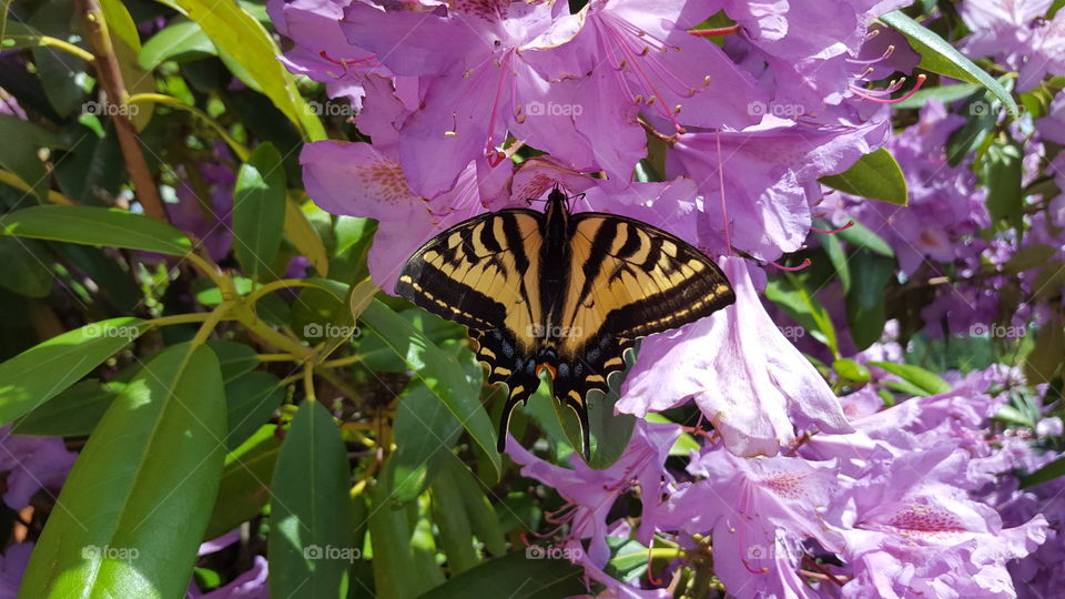 monarch butterfly