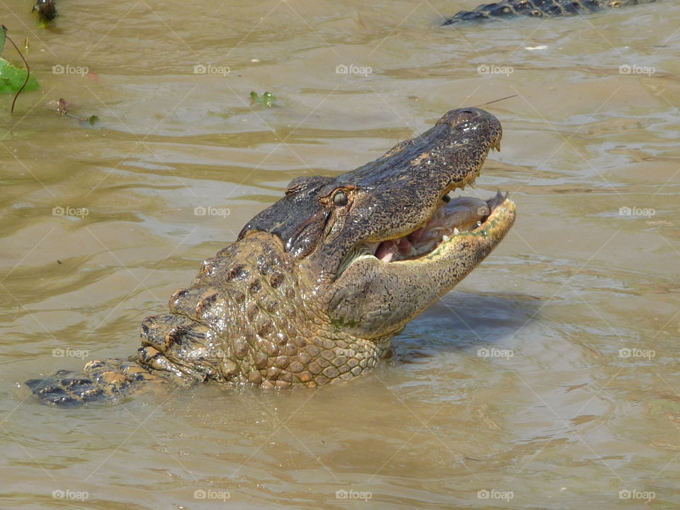 Alligator