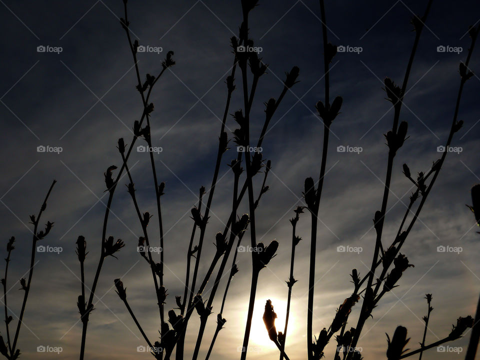 Low angle view of silhouette of plants growing against cloudy sky at sunset in Berlin, Germany.