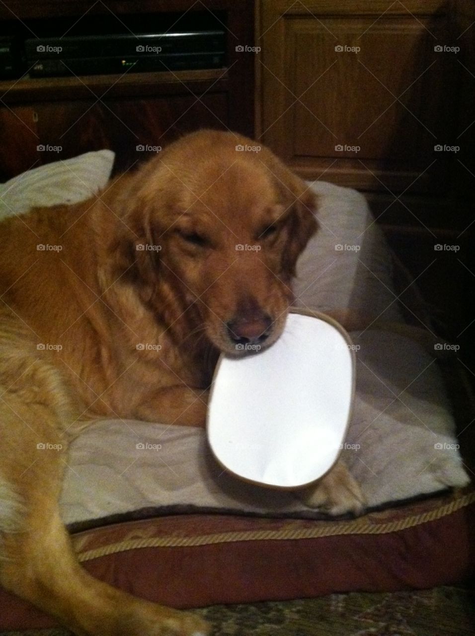Happy Dog with ice cream lid