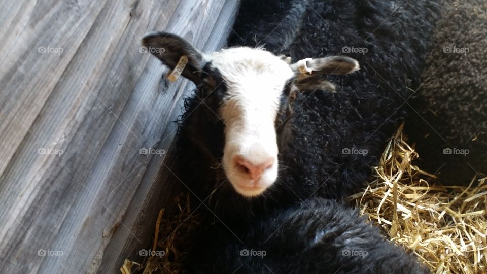 Farm, Agriculture, Livestock, Sheep, Mammal