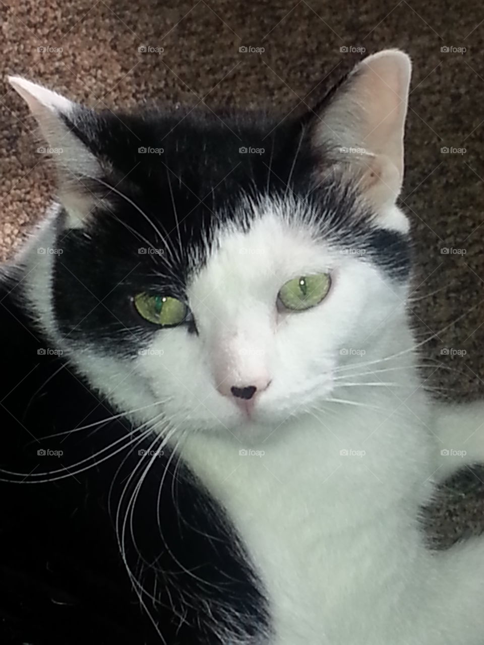 black and white cat with heart on nose. my cat