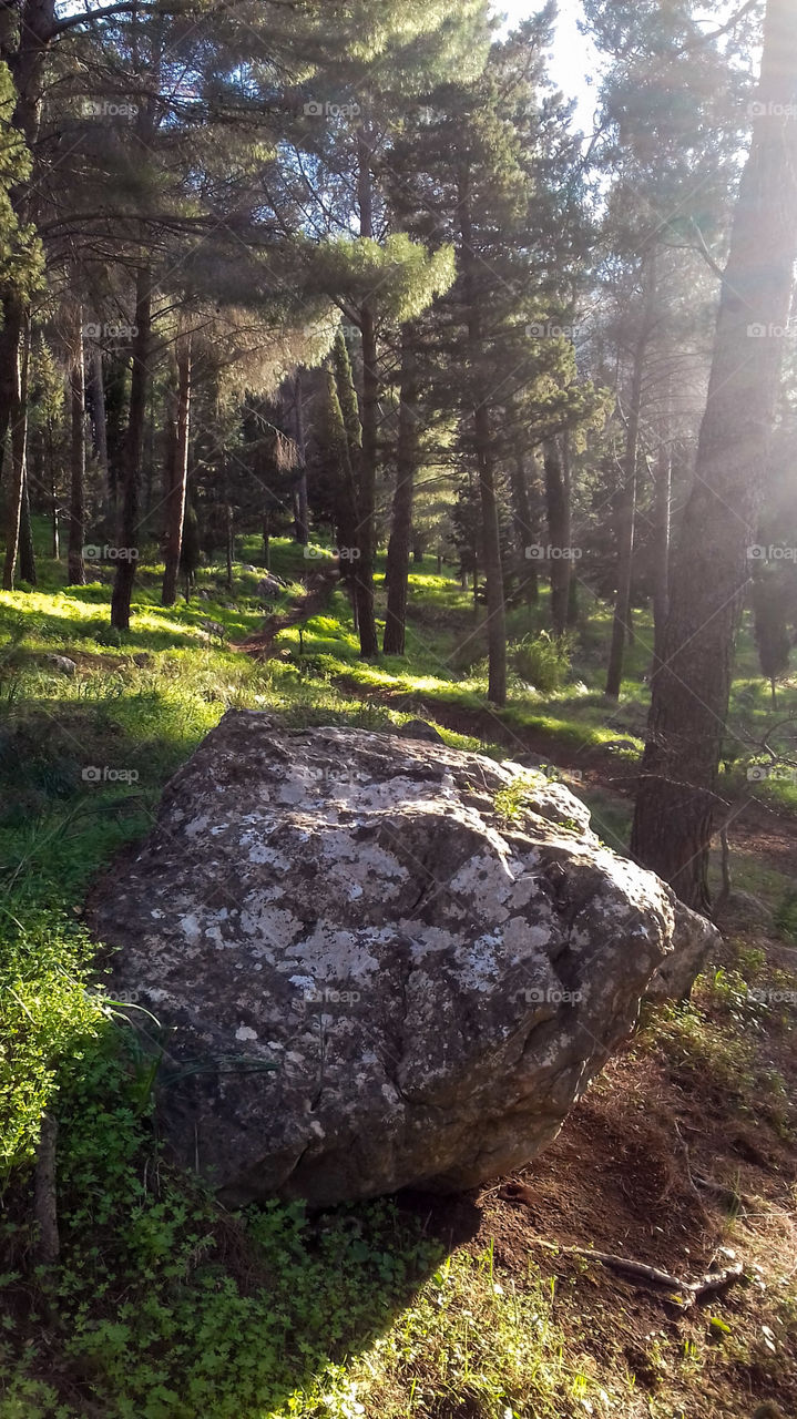 A wonderful Sicilian  forest where light enters only in same place. In the bottom a large gray rock coloured in black and white and surrounded by tall green trees