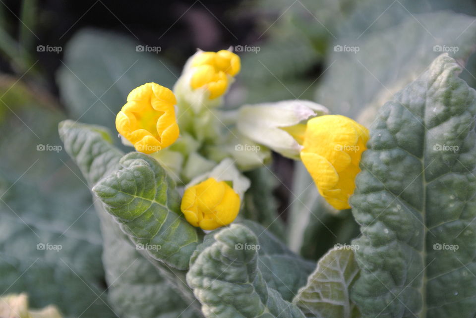 Cowslip