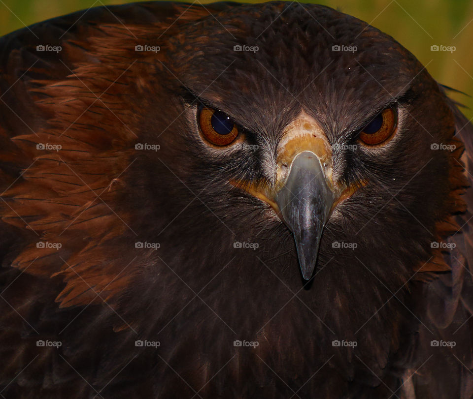 American Golden eagle