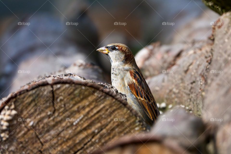 Close-up photo of House Sparrow sitting on a wooden log and looking into the camera.