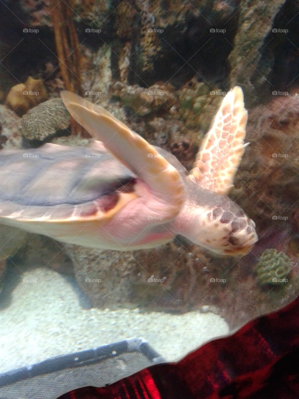 loggerhead turtle