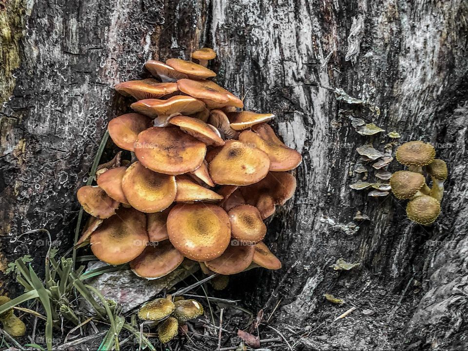 A cluster of Physalacriaceae mushrooms growing at the base of a tree