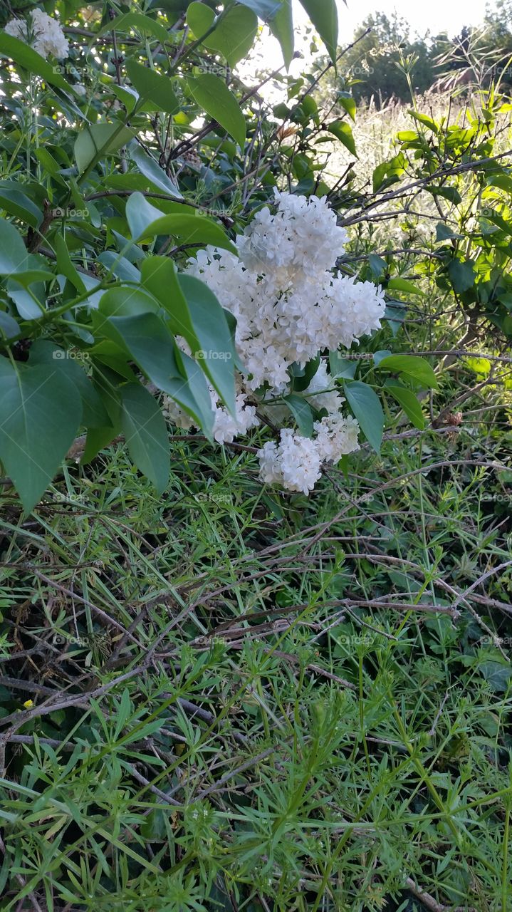White lilas