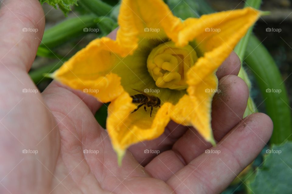 bee