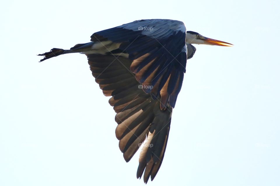 gray heron, I always associate it with pterodactyl ;)