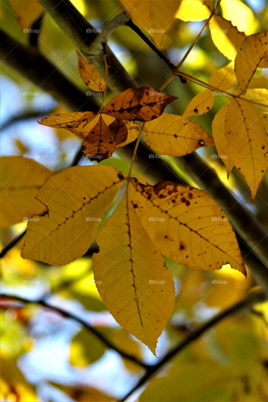 yellow leaves.