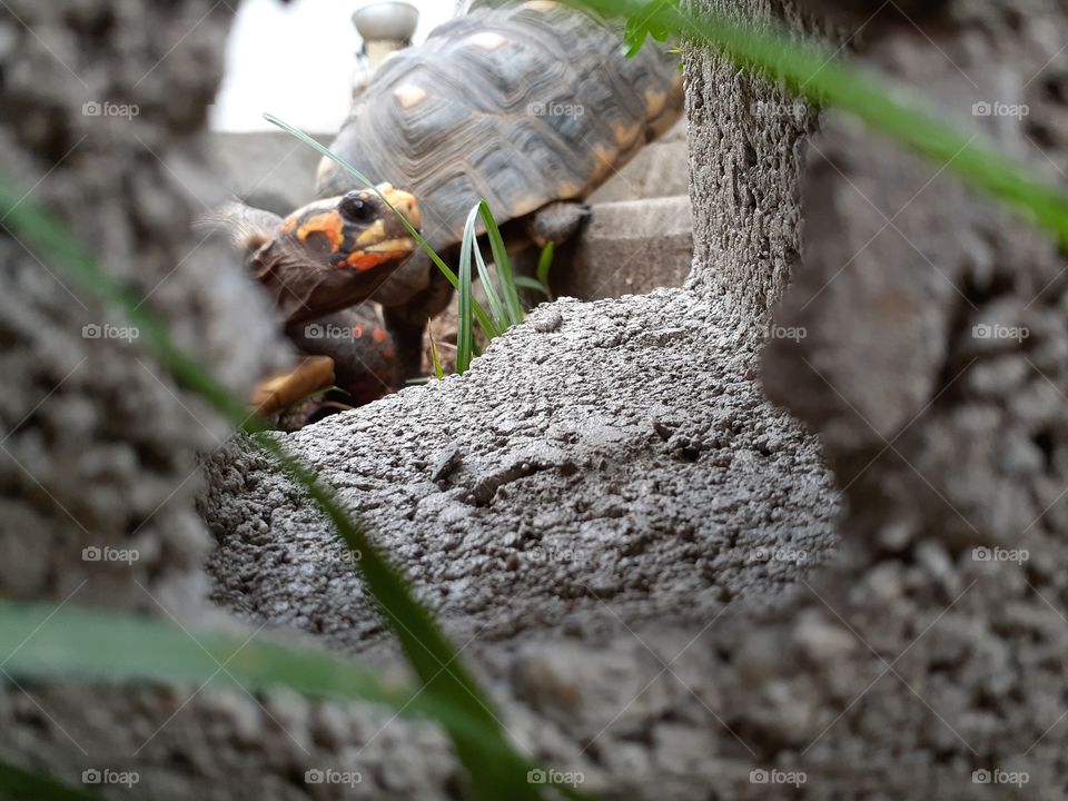 My dear tortoises were climbing.