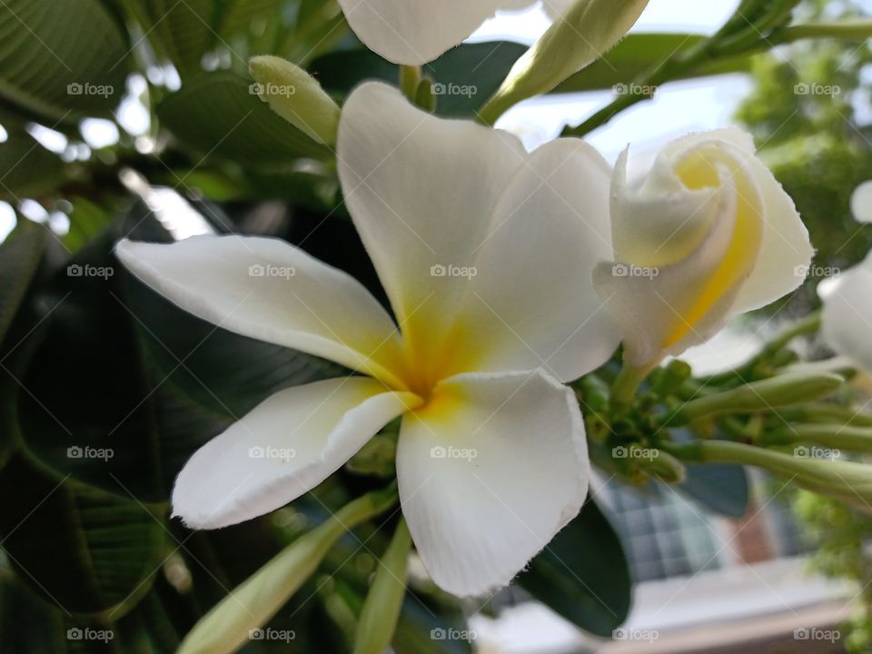 Beautiful Plumeria Flower