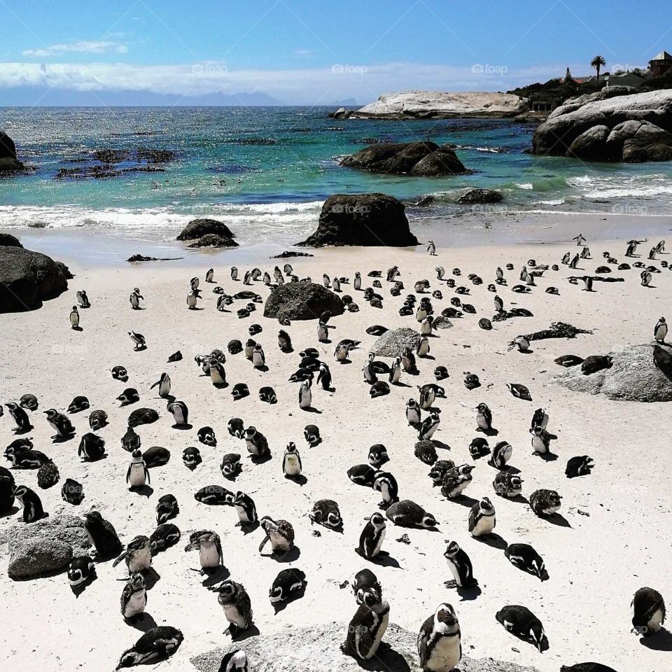 pinguns animal south Africa capetown