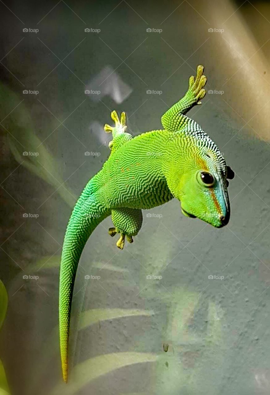 madagaskar Day Gecko