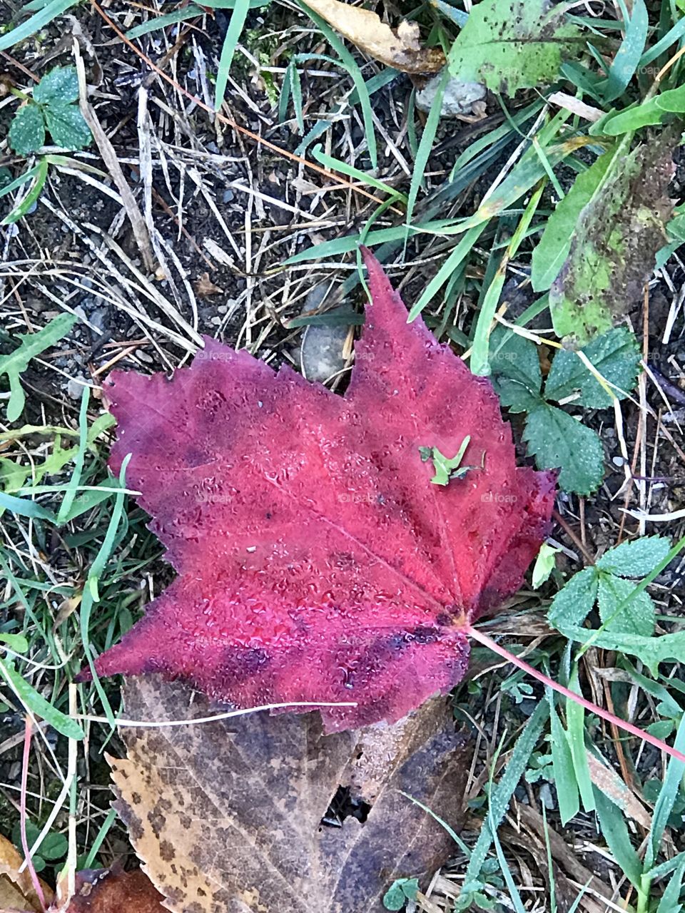 Fall maple leaf