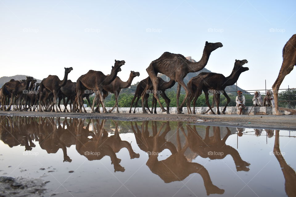 Pushkar camel fair