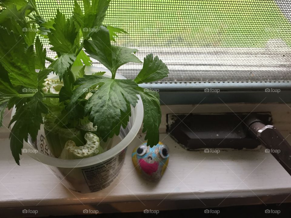 Kitchen windowsill 